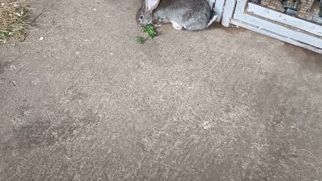 granule purina doua sortimente смотреть онлайн