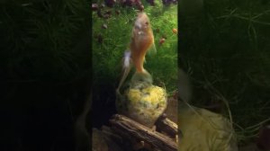 Нерест сомиков в общем аквариуме 13.08.2021г.