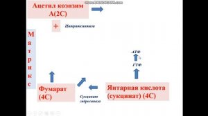 цикл Кребса
