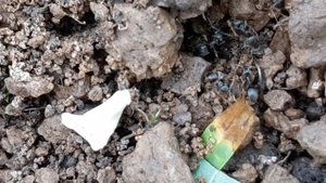 Муравьи нашли и сожрали личинку майского жука.