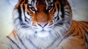 СУРА АЛАМ НАШРАХ ТИГР