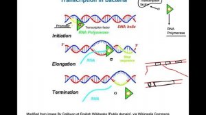 Transcription