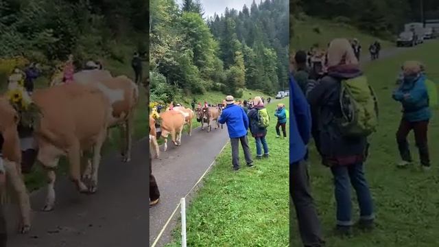 ШВЕЙЦАРИЯ. Фольклорный праздник встречи коров с высокогорных пастбищ