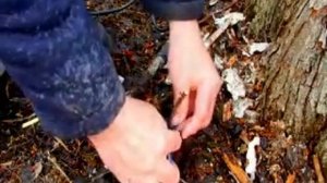 Прививка к сорокалетней яблоне