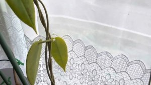 Hoya Archboldiana cv red flower blooming