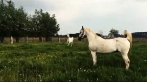 Акылтекинская лошадь Туркменская лошадь