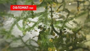 Офломил, рекламный ролик, 20 сек.