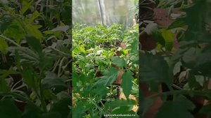 Как быстро обогреть теплицу с рассадой при ночных заморозках