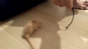 Как приручить песчанку? Дай ей шнурочек!