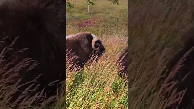 Musk oxen are large and powerful animals that inhabit the North.  Ovibos