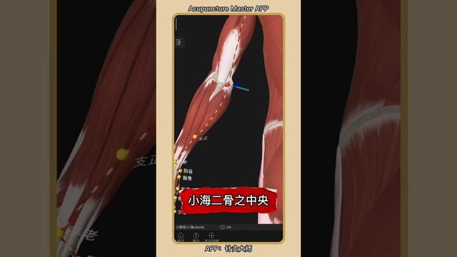 ［手太陽小腸經］本經穴主治＂液＂方面所發生的病症，耳聾、眼睛發黃、面頰腫，頸部、頷下、肩胛、上臂的外側後邊疼痛等。#中醫 #中藥 #食療 #針灸#推拿按摩 #醫療視角
