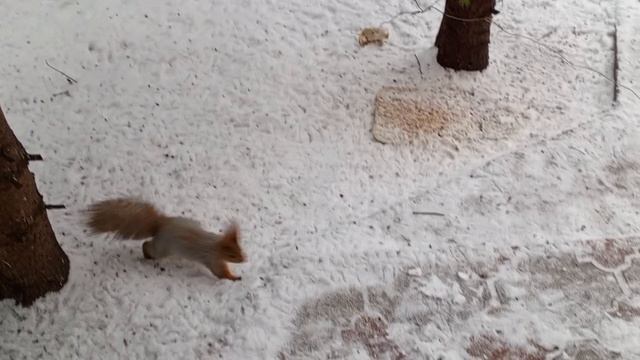 видеоблагодарность Елене Ивановне за помощь зоопарку за окном