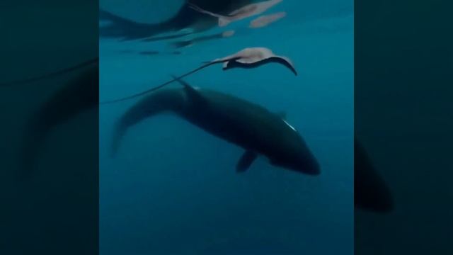 hunting orcas смотреть онлайн