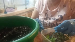 💁🌺 Укоренила верхушки петунии Тайдал в октябре...шикарные корни...🌺🌺🌺
