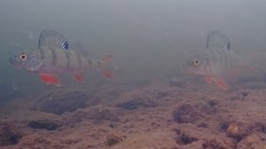 ПОДВОДНАЯ СЪЁМКА НА КАМЕРУ FOCUS FISH ВЕРХ-НЕЙВИНСКИЙ ПРУД,ПОДГЛЯДЫВАЕМ ЗА ОКУНЯМИ.