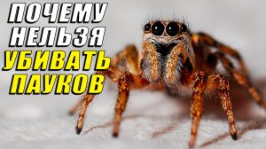 Почему нельзя убивать пауков