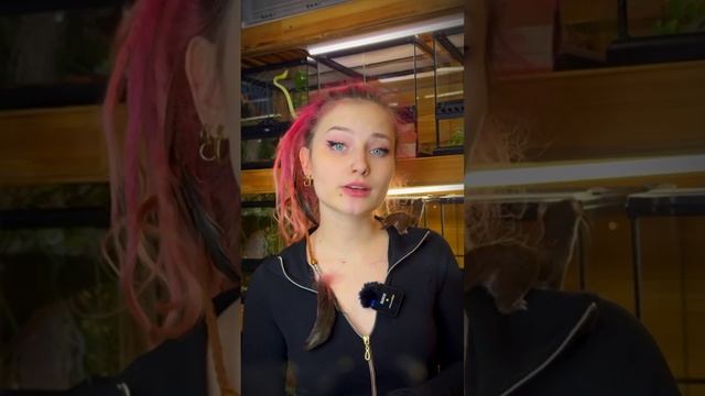 Какие мифы о ласках вам еще известны? #ласка #животные