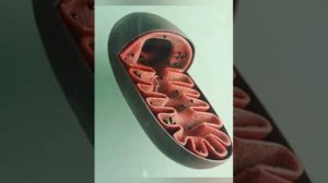 Клетканын тузулушу