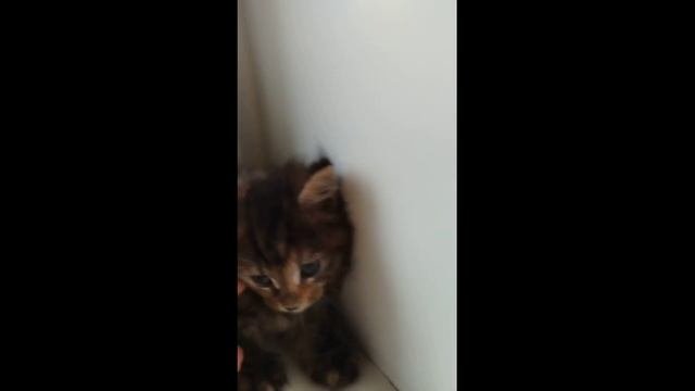 котята Мейн-Кун