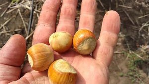 ФУНДУК Сорт Карамановский.