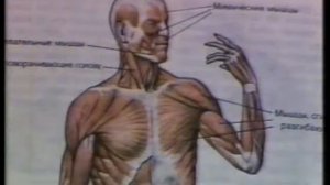 3  Опора и движение