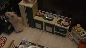 ХОМЯКИ! История жизни одной типичной хомячьей семье! Третий эпизод!