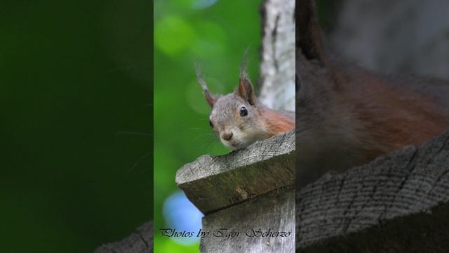 Igor Scherzo - Photos, Squirrels 2 (short)