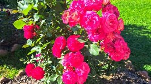 #Цветут розы Ан-Софи Пик, Ля Роз де Молинар, Дарси, Транквилити и др. 🌹Ленинградская область!🌹