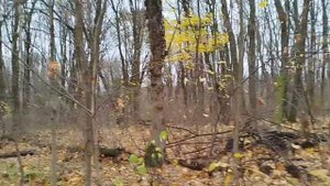 ❗Грибной сезон 2024 - вешенки устричные ❗