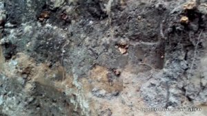 Сколько нужно воды для полива растений и кустарников.