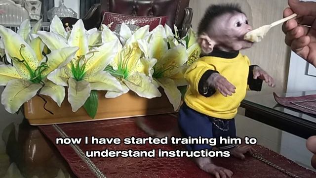 Interest Test .Lovely Fauna Youtube Channel смотреть онлайн