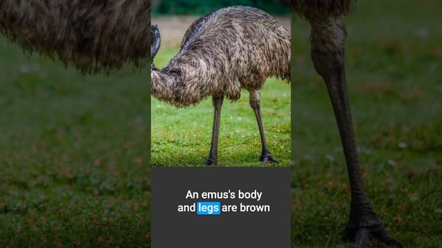 Spotlight 3 - Animals Down Under! Spotlight On Australia, Module 5
