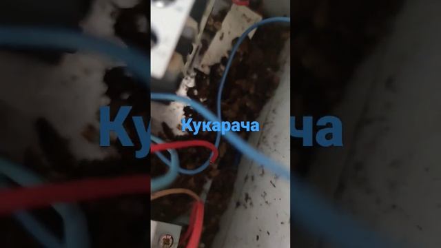 тараканы жрут электронику