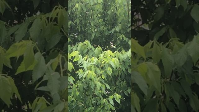 Как красиво сказал Омар Хайям. #омархайям #смысл #цитата #сосмыслом #мудрыеслова #саморазвитие