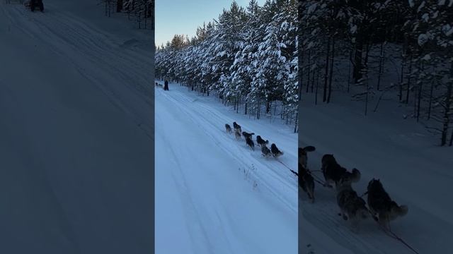 По следам северных легенд: катание на собачьей упряжке по заснеженной Югре