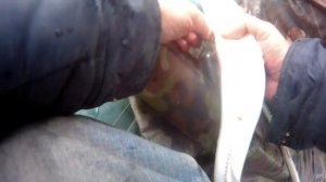 ловля судака на дону