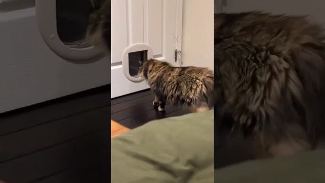 Подборка смешных котиков😂
