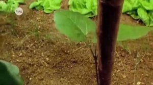 Генетикалық  кодтың қасиеттері