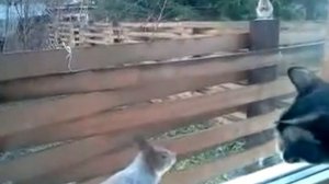 Кошка vs белка