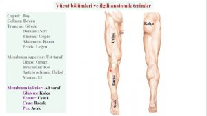 1- Anatomi Giriş Dersi