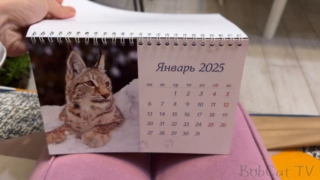 СИНГАПУРСКАЯ КОШКА НАКОНЕЦ ТО ЗАБЕРЕМЕНЕЛА? / Как спит минипиг