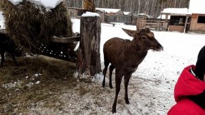 "Бархатные рога" Оленья ферма