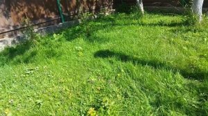 Убираем сливу с участка