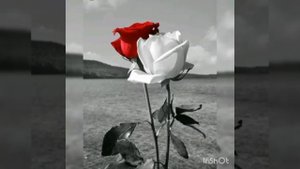 Шешекейлер Цветы Ногай поэзия Зухра Булгарова