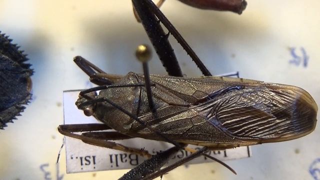 Чудернацькі тропічні клопи з Індонезії: Щитники і Крайовики. Hemiptera: Pentatomidae, Coreidae.