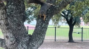 Поведение белок в период размножения \Спаривание\ #белка