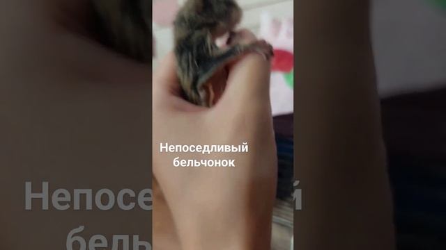 #белка #белкалетяга #бельчата #бельчонок #малыш #детеныш #милыеживотные #белки #животные #милота