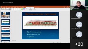 кольчатые черви 8а