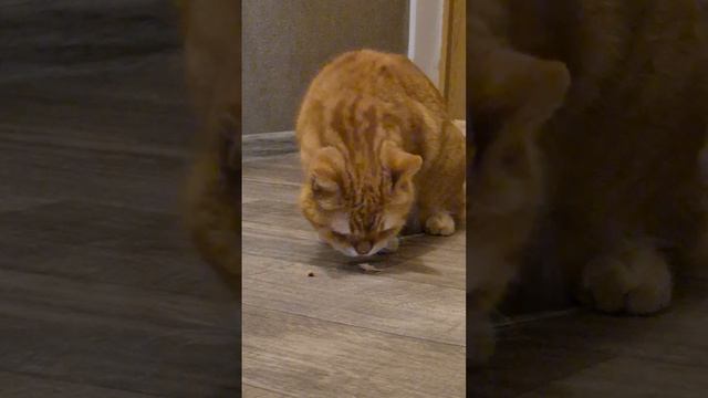 🐹КОТИК ЕСТ КРЕВЕТКУ #shorts #shortvideo #cat #pets #hamsters