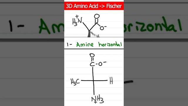 3D Amino Acids ➡️ Fischer Projections